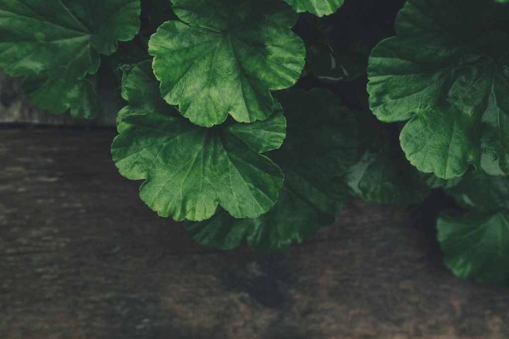 Accu rugspuit voor efficiënt en gemakkelijk tuinonderhoud zonder manueel pompen